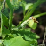 First Signs Of Fresh Garden Vegetables